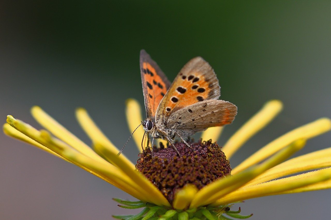 Ageless Living Butterfly