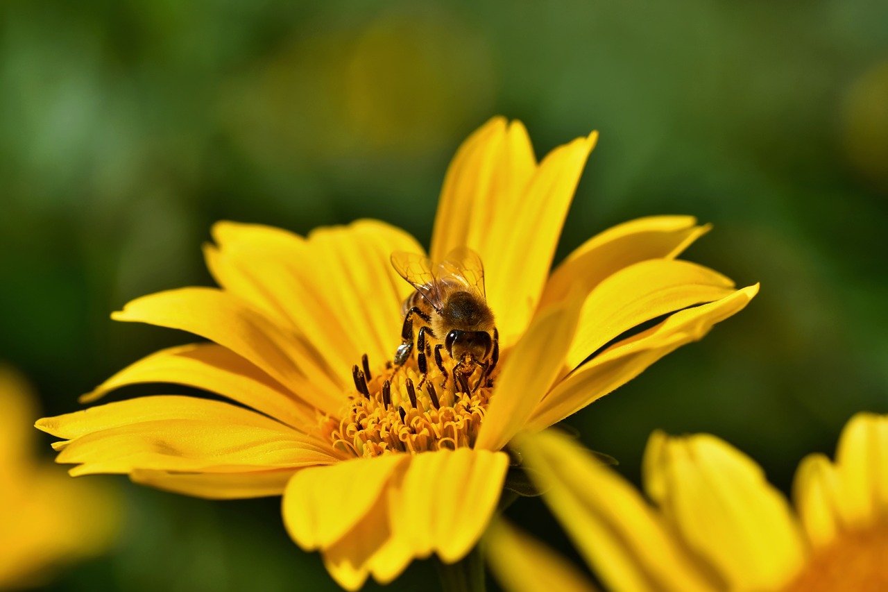 yellow flower, bee, pollination-8287204.jpg